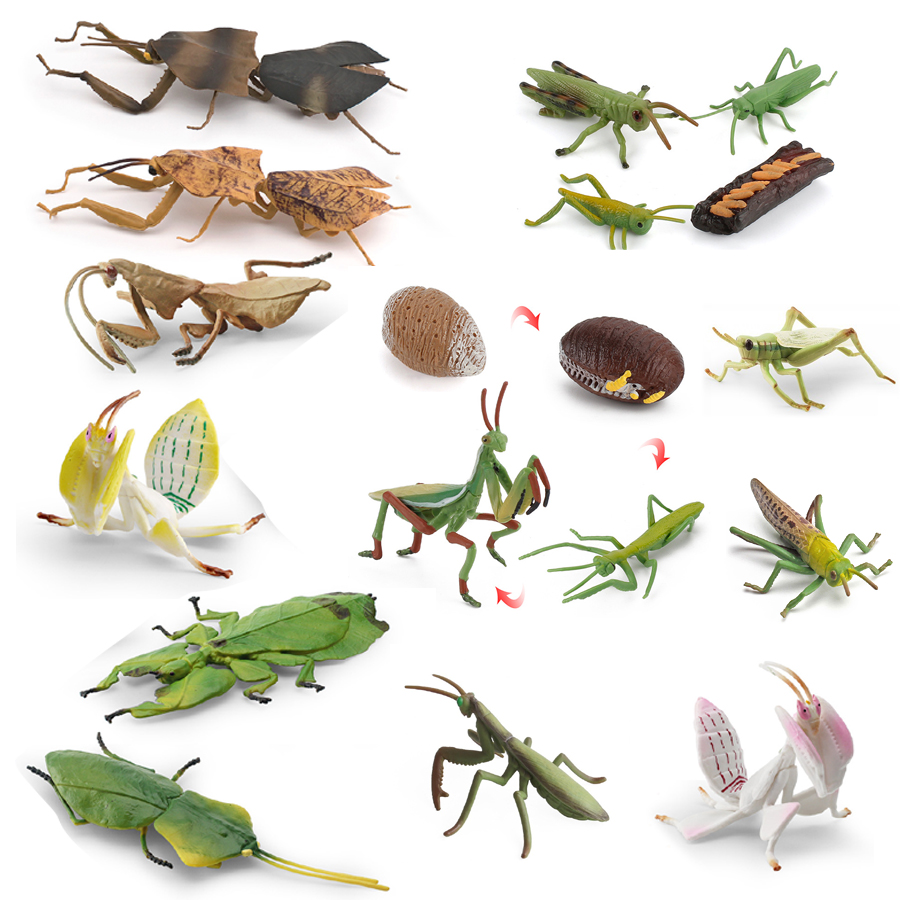 Home Improvement Kids - Modèle réaliste de Mantis Orchidée, Mantis
