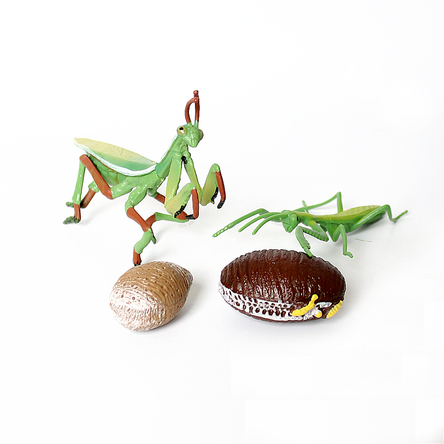 Modèle réaliste de Mantis Orch - Home Improvement Kids avis et prix